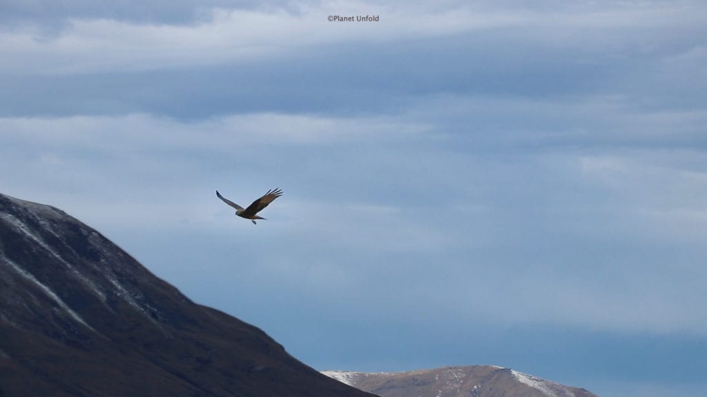 New Zealand's Falcon